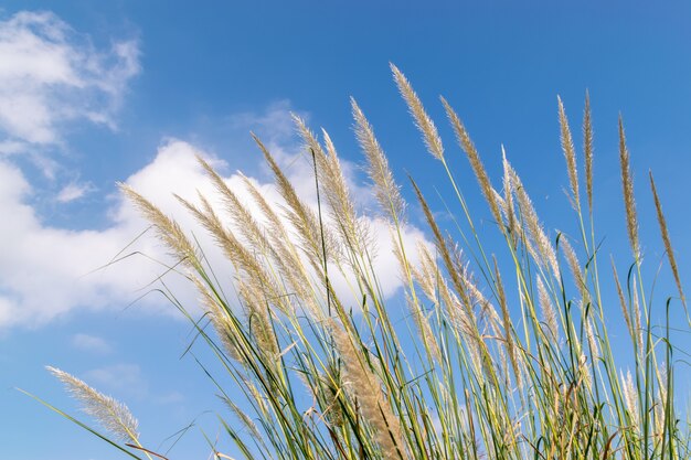 Juncos sob o céu azul e nuvens brancas