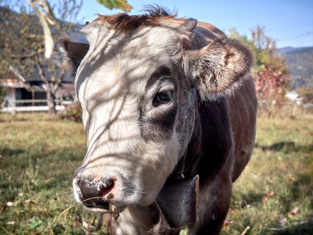 Jungbulle auf einer ländlichen Farm.