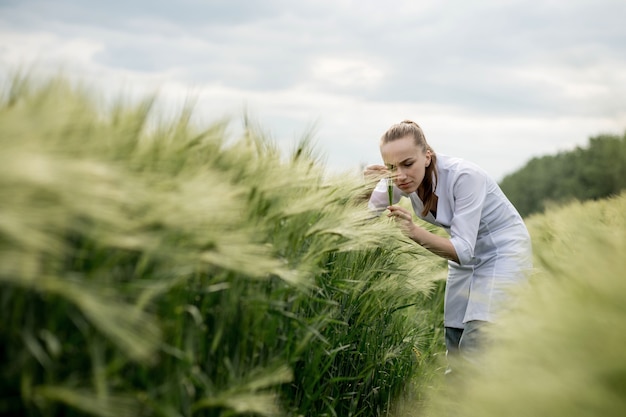 Junge Agronomenin im weißen Kittel, die im grünen Weizenfeld hocken und die Erntequalität überprüfen.