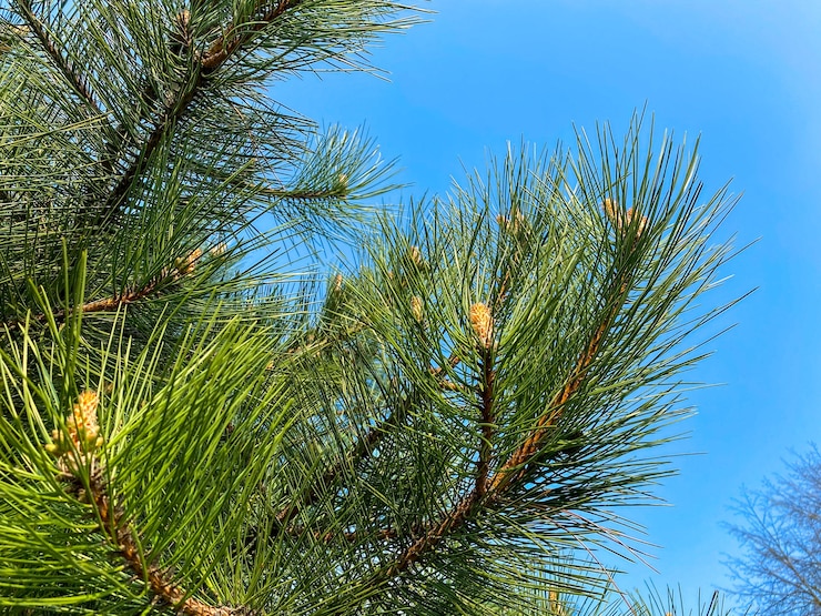 Foto junge aleppo-kiefer pinus halepensis wächst im park