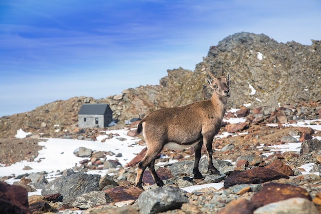 Junge Alpensteinbock-Bergziege auf den Felsen in den Wiesen Mount Blanc Frankreich Perfekter Moment im alpinen Hochland