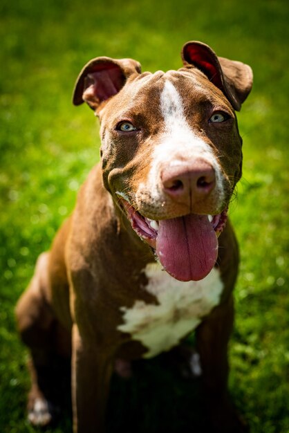 Junge American Staffordshire Pitbull-Hund im Freien an einem Sommertag