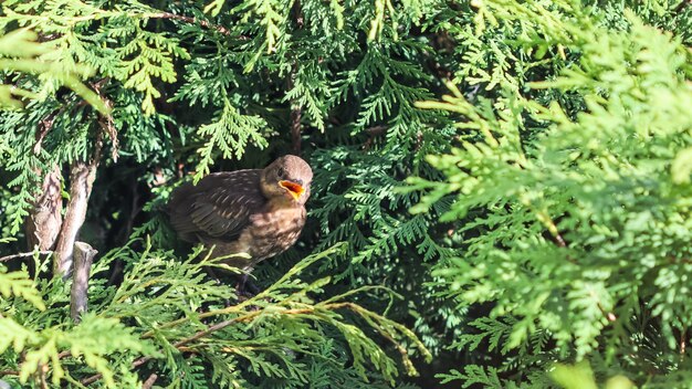 Junge Amsel in Thujazweigen, die darauf warten, von den Eltern gefüttert zu werden