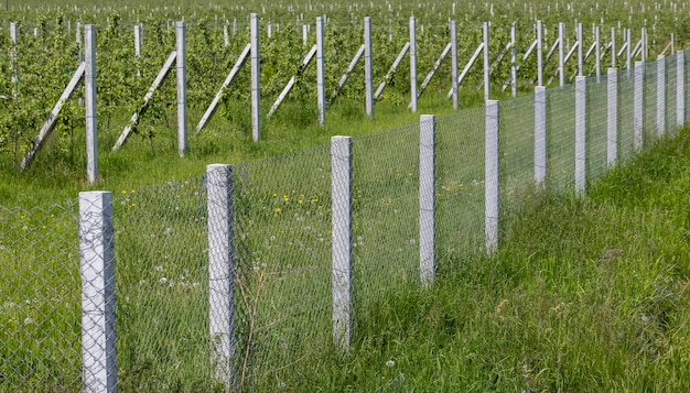 Junge Apfelsämlinge in einem Obstgarten