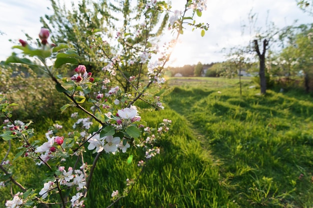 Junge Appletree-Blumen im Frühlingsgarten