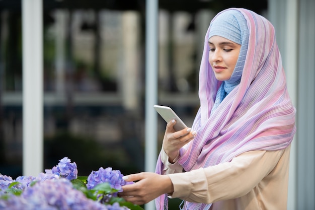 Junge arabische Frau in Hijab, die schöne blaue Hortensie auf Smartphone im Freien fotografiert