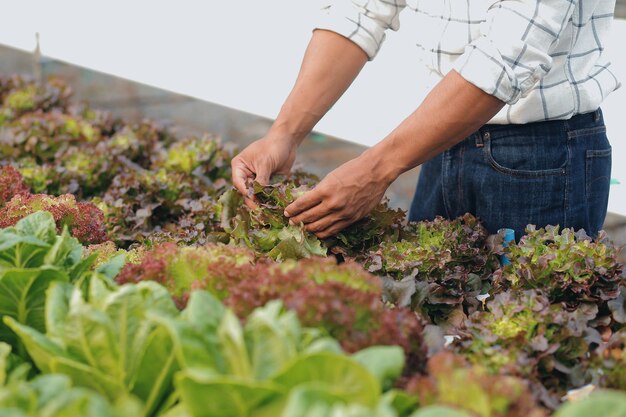 Junge asiatische Frau und älterer Bauer arbeiten zusammen auf einem Bio-Hydrokultur-Salat-Gemüsebauernhof. Moderner Gemüsegartenbesitzer überprüft mithilfe eines digitalen Tablets die Qualität des Salats im Gewächshausgarten