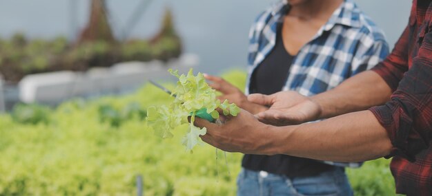 Junge asiatische Frau und älterer Bauer arbeiten zusammen auf einem Bio-Hydrokultur-Salat-Gemüsebauernhof. Moderner Gemüsegartenbesitzer überprüft mithilfe eines digitalen Tablets die Qualität des Salats im Gewächshausgarten