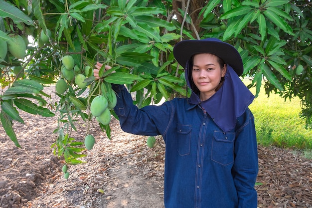 Junge asiatische Landwirtfrau des Lächelns, die Mangofrucht im Bauernhof auswählt