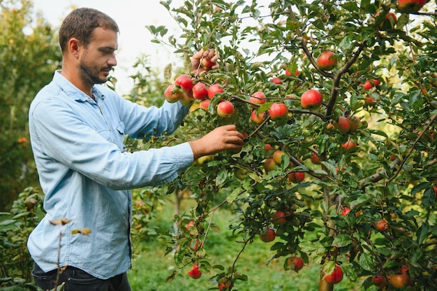 Junge attraktive Bauer männliche Arbeiter Ernte Äpfel im Obstgarten im Dorf während der Herbsternte. Glücklicher Mann arbeitet im Garten und erntet reifes Apfelporträt bei Sonnenuntergang.