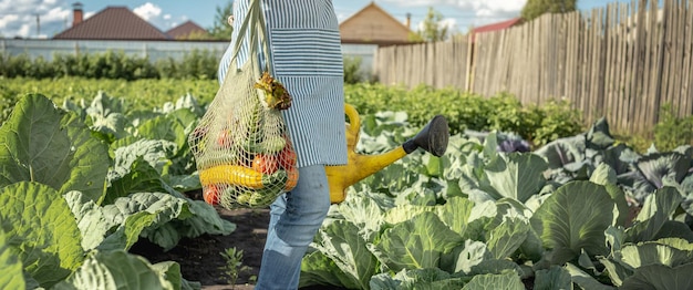 Junge Bäuerin Agronomin sammelt frisches Gemüse im Garten Bio-Rohprodukte, die auf einem heimischen Bauernhof angebaut werden