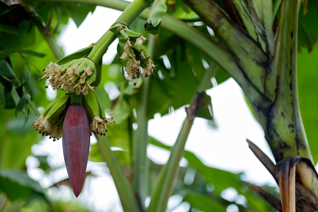 Junge Bananenblüte im tropischen Wald