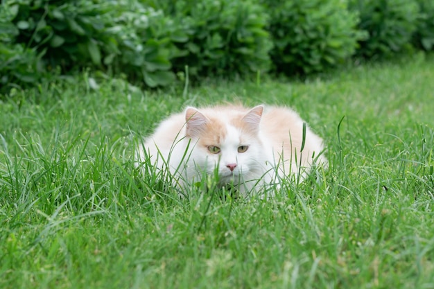 Junge beige flauschige Katze, die mit Gras auf dem Hinterhofrasen spielt. Horizontales Foto.