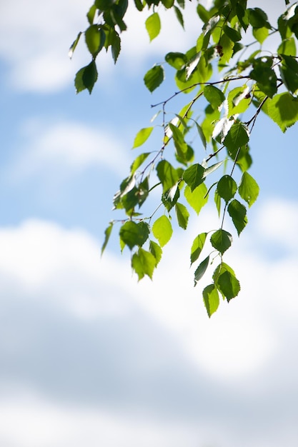 Junge Birkenzweige gegen den blauen Himmel. Frühlingsgrüner Hintergrund. Saftiges Grün