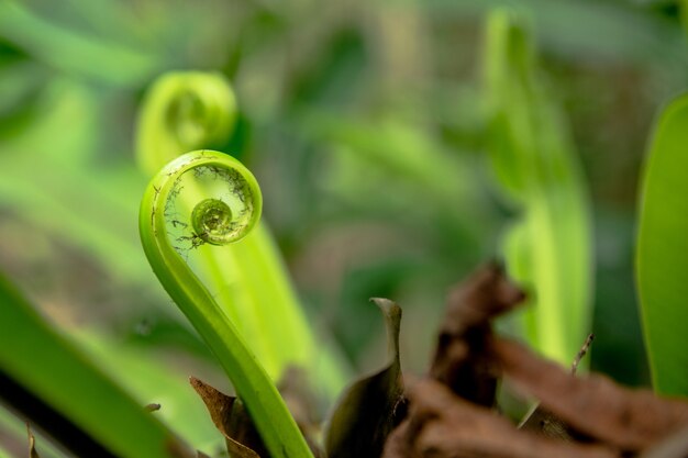 Junge Blätter Vogel Nest Farn, Asplenium Nidus Baum