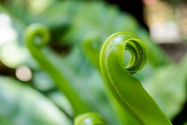 Junge Blätter Vogel Nest Farn, Asplenium Nidus Baum