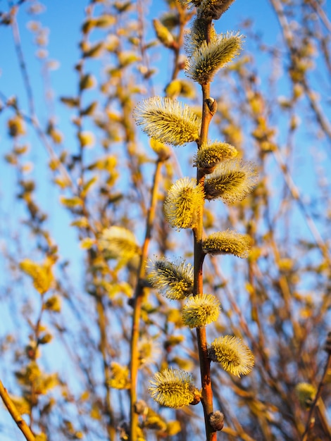 Junge blühende Knospen des Frühlinges gegen einen blauen Himmel