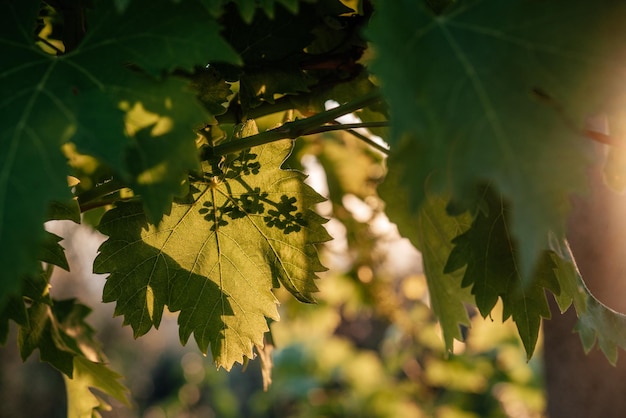 Junge blühende Trauben an der Weinrebe auf dem Weinberg gegen die Sonnenstrahlen