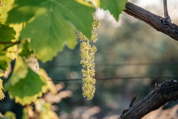 Junge blühende Weintraube auf der Weinrebe auf Weinbergnahaufnahme