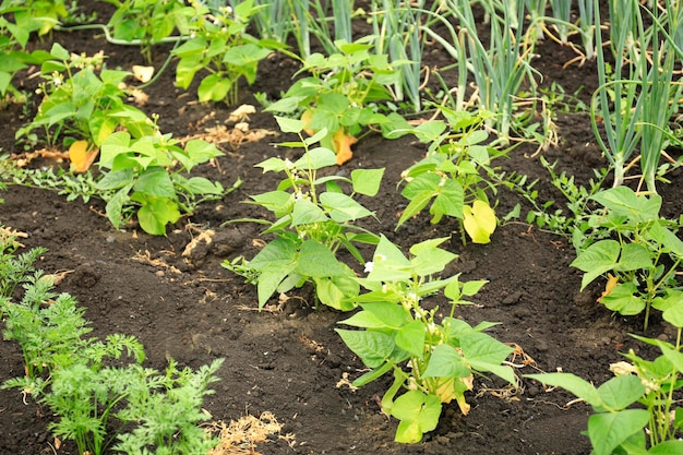 Junge Bohnenpflanzen, die im Garten wachsen