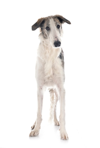 Junge Borzoi isoliert