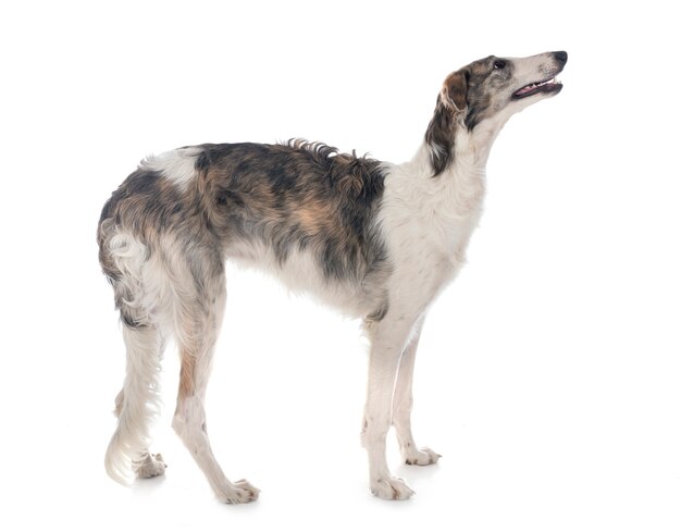 Junge Borzoi isoliert