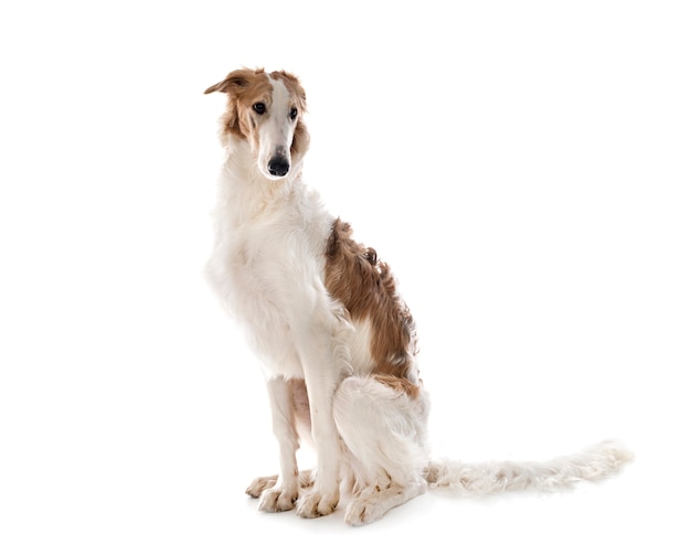 Junge Borzoi vor weißem Hintergrund