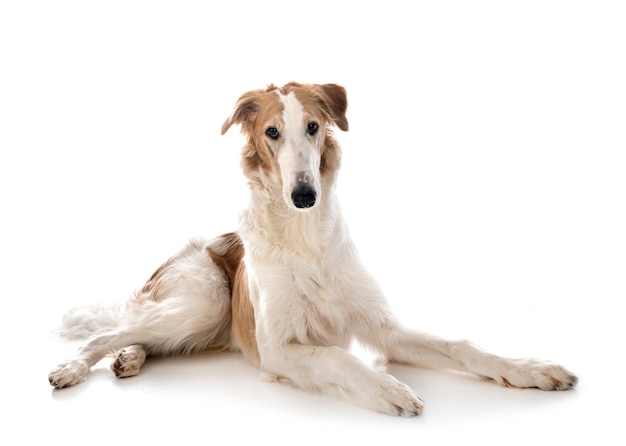 Junge Borzoi vor weißem Hintergrund