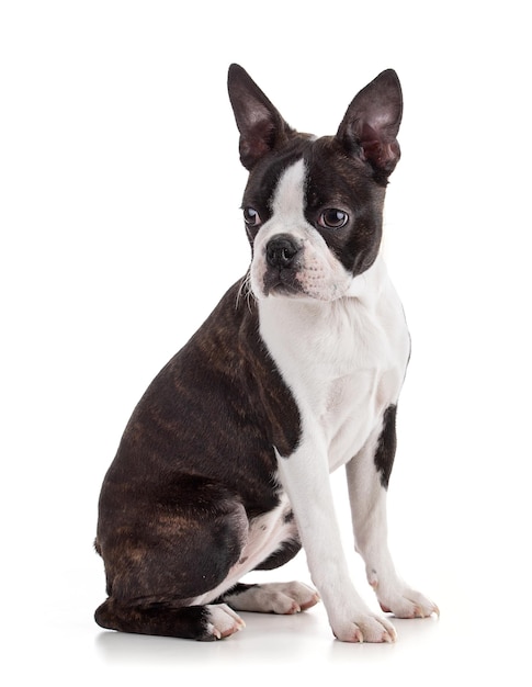 Junge Boston-Terrier-Bi-Farbe isoliert