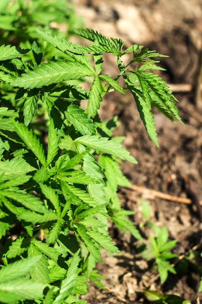 Junge Cannabispflanzen. Hanf wird zur Herstellung von Stoffen und Pflanzenöl verwendet