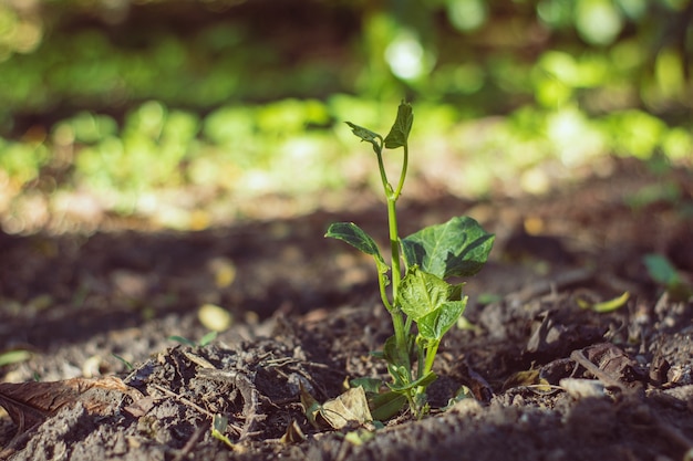 Junge chayote Anlage, die morgens hellen und grünen Natur bokeh Hintergrund wächst