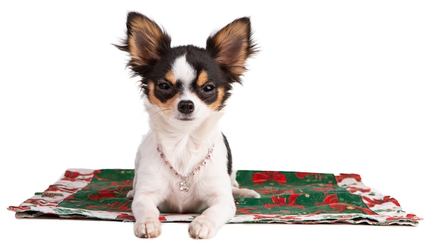 Junge Chihuahua auf einem Teppich mit einem rosa Stasskragen während Weihnachten auf einem weißen lokalisierten