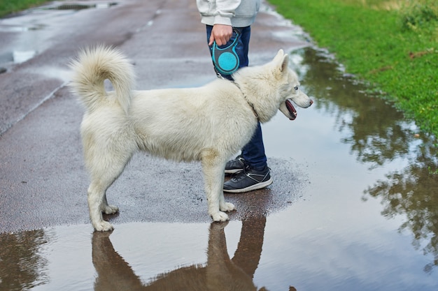 Junge, der einen Hund am regnerischen Tag, weißer Husky mit Mann geht