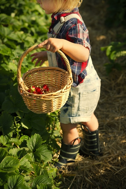 Junge, der Erdbeeren auf einem Gebiet auswählt