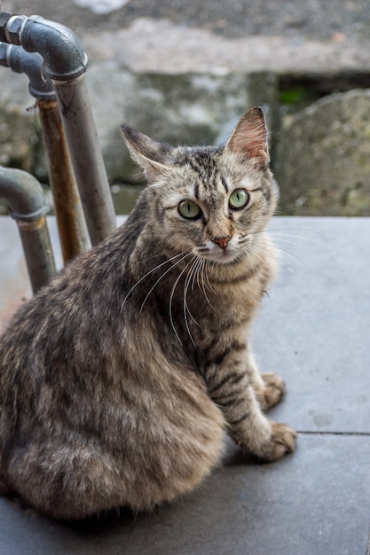 Foto junge entzückende katze am flur