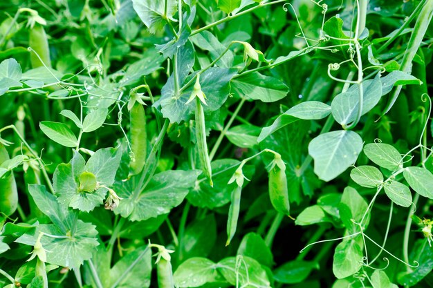 Junge Erbsen im Garten