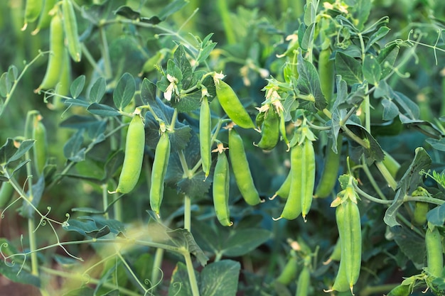 Junge Erbsenpflanze im Gartenbeet