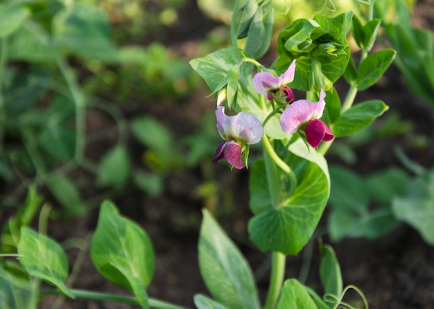 Junge Erbsenpflanze mit Blumen und Hülsen