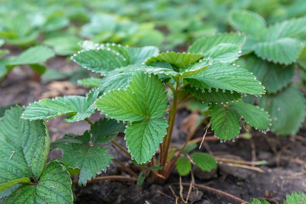 Junge Erdbeerpflanze im Boden Wachsende Pflanzen in einem Garten Erdbeersämlinge in einem Frühlingsgarten