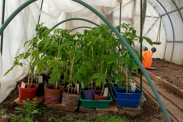 Junge erwachsene Frau, die nach dem kalten Morgen Tag oder Nacht im Gewächshaus mit dem Finger auf eine beschädigte ungeschützte Tomatenpflanze zeigt Wetteränderungseffekt Ergebnis einer unvorsichtigen Nahaufnahme