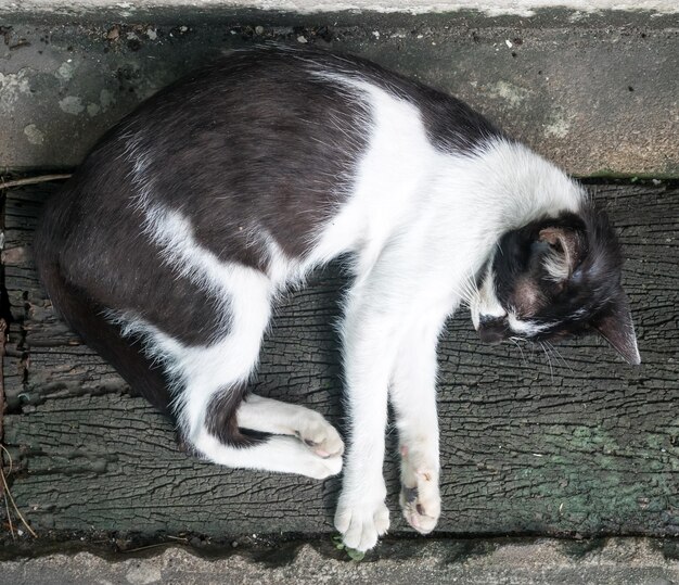 Junge erwachsene schwarz-weiße Katze lag bequem auf dem Hinterhofboden im Freien, selektiver Fokus auf ihr Auge