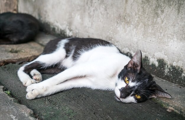 Junge erwachsene schwarz-weiße Katze lag bequem auf dem Hinterhofboden im Freien, selektiver Fokus auf ihr Auge