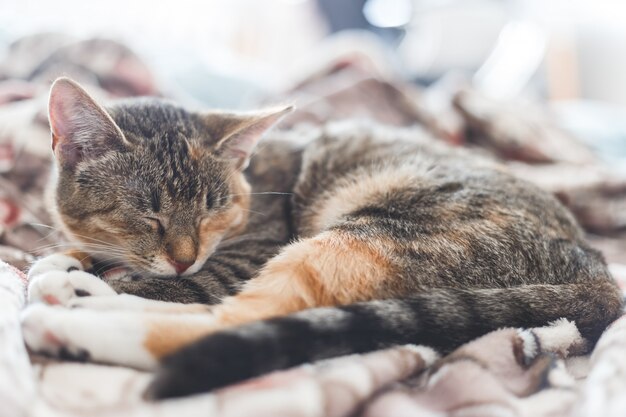 Junge Europäisch Kurzhaar-Katze, die im Bett schläft