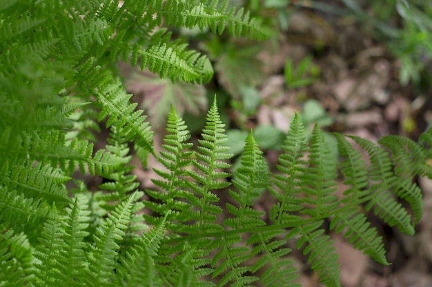 junge Farnblätter im Wald