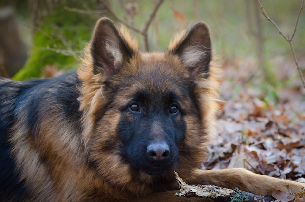 Junge flauschige Deutscher Schäferhund Welpen sechs Monate alt Liegen in einem Waldboden. Reinrassiges Hundeporträt.