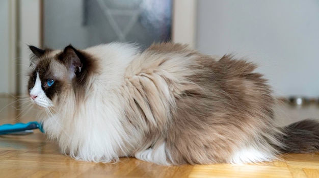 Junge, flauschige, weiße, reinrassige Ragdoll-Katze mit blauen Augen, die auf dem Boden liegt und etwas betrachtet