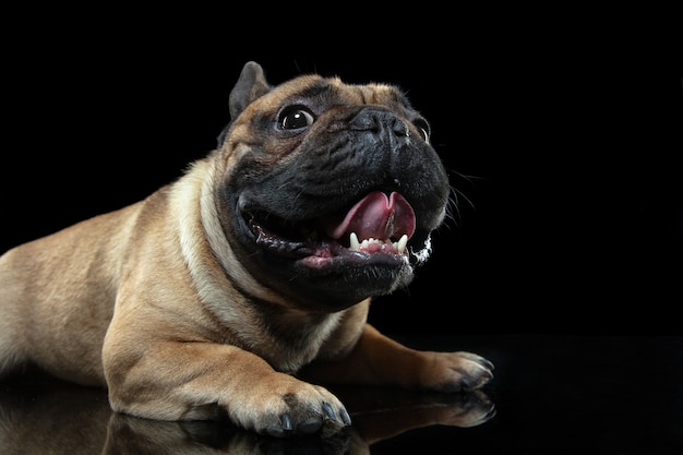 Junge französische Bulldogge posiert isoliert auf schwarzer Wand.