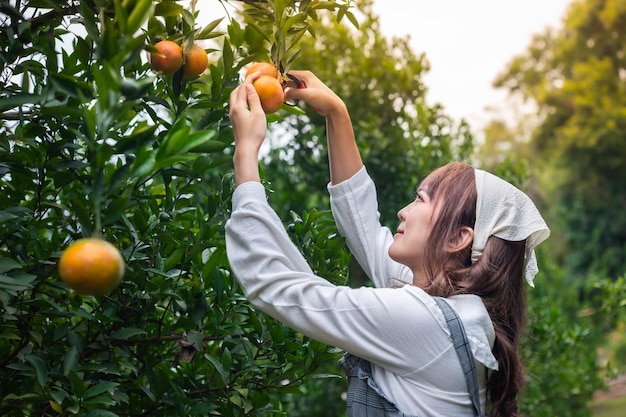 Foto junge frau ardener ist kleidung für die ernte gartenarbeit organischen orangenbaum und verwendet eine schere, um die orangen auf den bäumen im garten zu schneiden bauer konzept arbeitet im garten glücklich