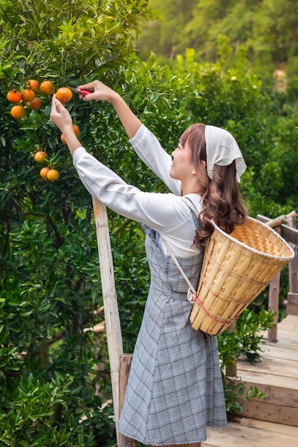 Foto junge frau ardener kleidet sich mit einem korb für die ernte gartenarbeit organischen orangenbaum und verwendet eine schere, um die orangen auf den bäumen im garten zu schneiden bauer konzept arbeitet im garten glücklich