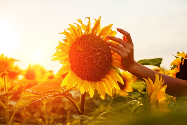 Junge Frau berührt mit ihren Fingern eine blühende Sonnenblume auf einem Feld bei Sonnenuntergang Schönheit in der Natur in t...